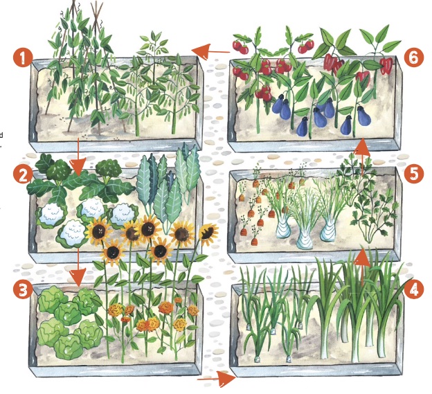 How to put in place a crop rotation plan - ABC Organic Gardener Magazine